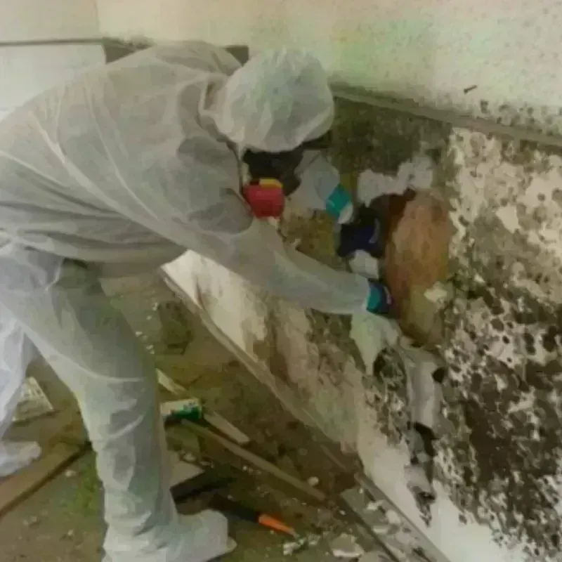 Mold Remediation and Removal in Lincoln County, CO